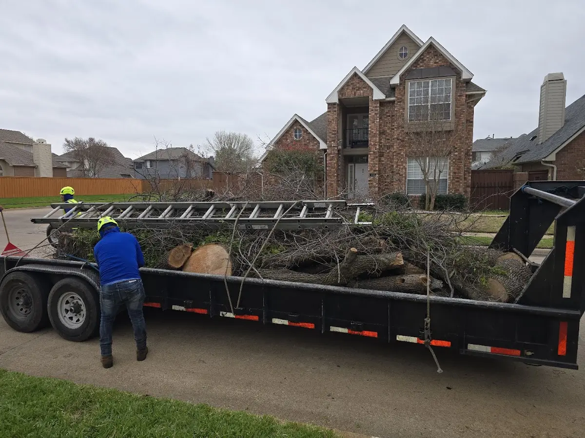 Expert Tree Pest Control with proper safety equipment in Bosworth